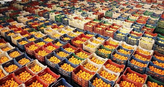 Narenciye Soğuk Hava Deposu İmalatı